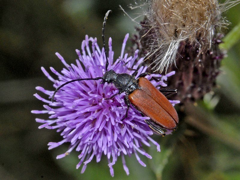 Cerambycidae:  Anastrangalia dubia dubia